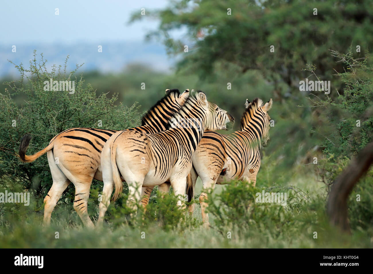 Pianure (Burchells) zebre (Equus burchelli) in habitat naturale, Sud Africa Foto Stock