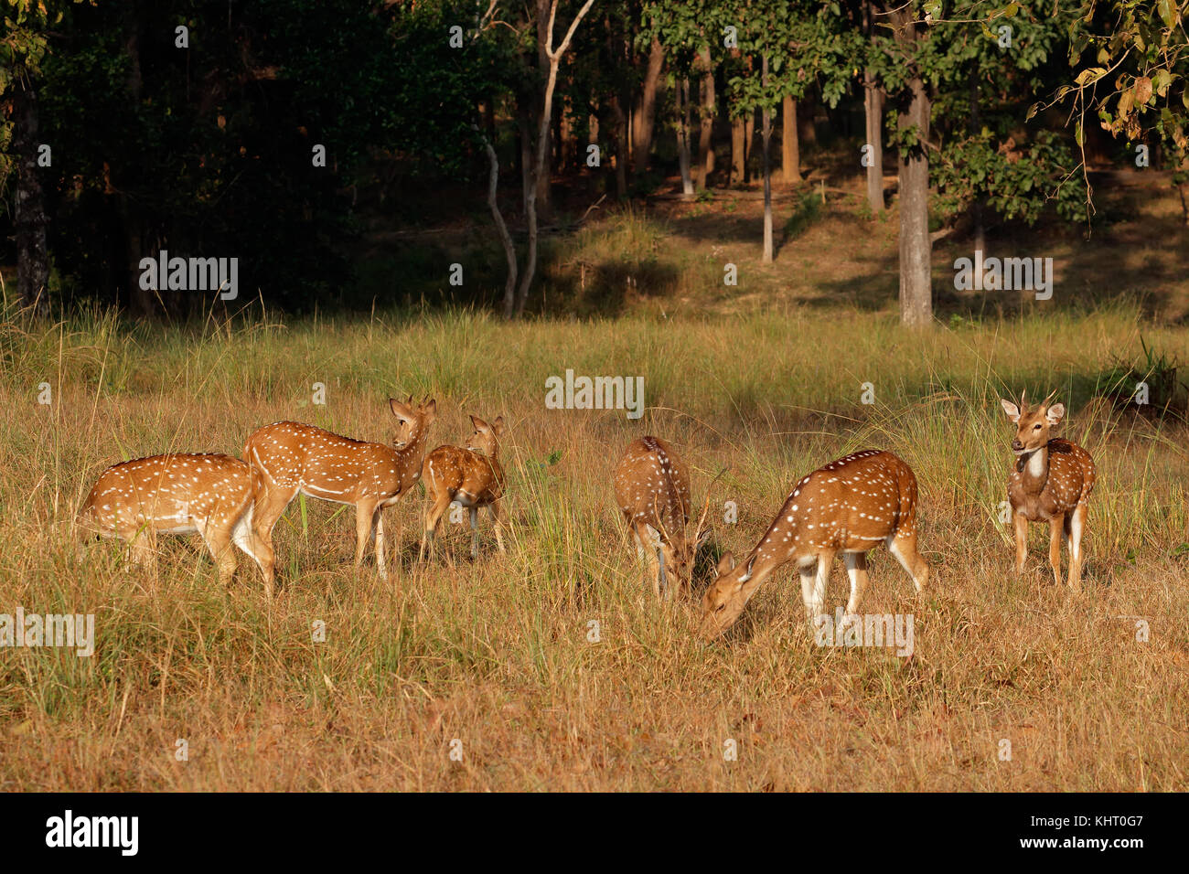 Gruppo di spotted deer (asse asse) in habitat naturale, Parco Nazionale di Kanha, India Foto Stock