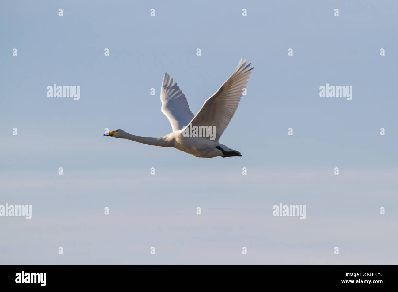 Un adulto whooper swan (cygnus cygnus) battenti in welney per l'inverno. Foto Stock