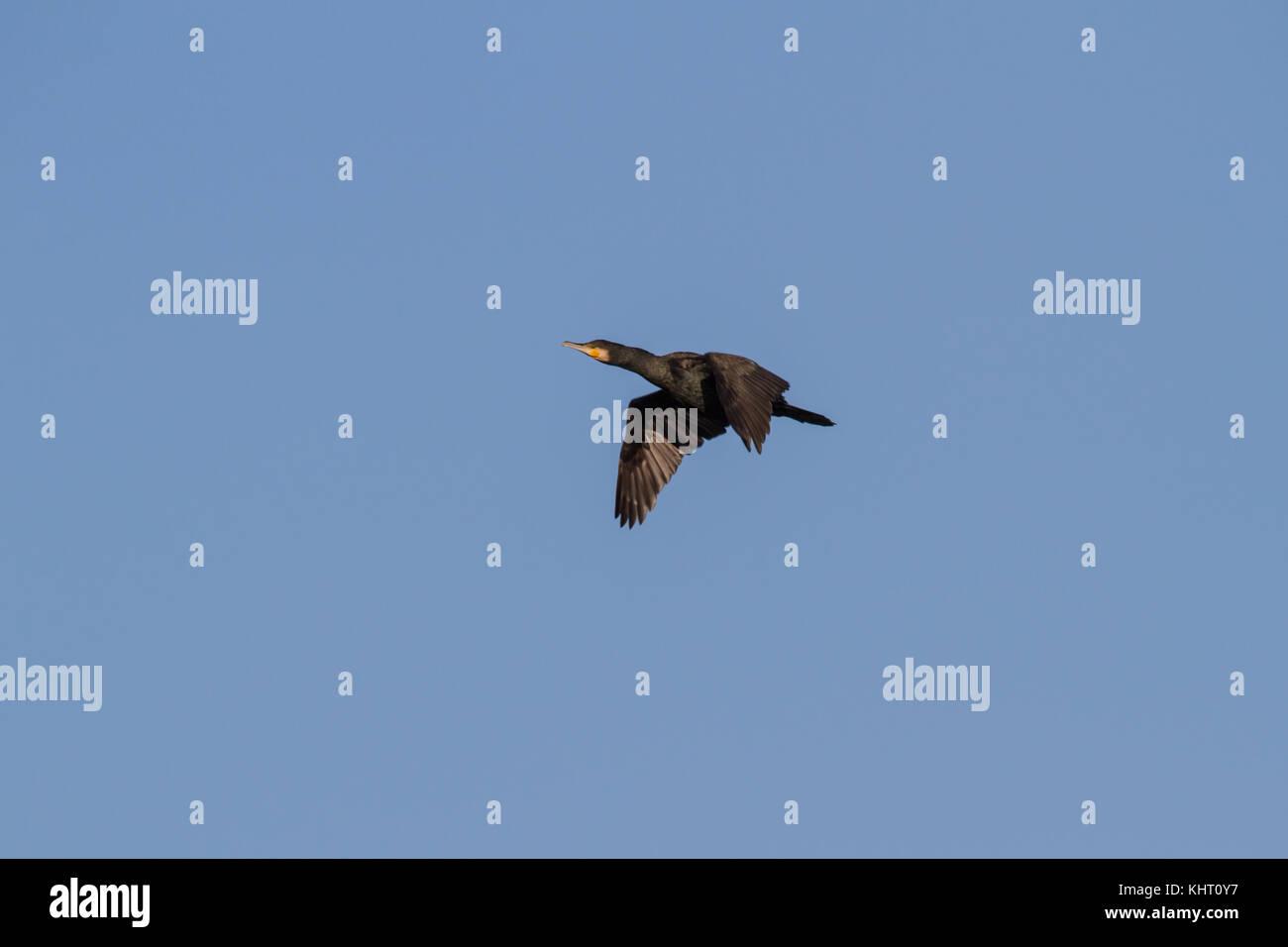 Un grande cormorano (Phalacrocorax carbo), noto come il grande cormorano nero in volo con un cielo blu chiaro in background Foto Stock