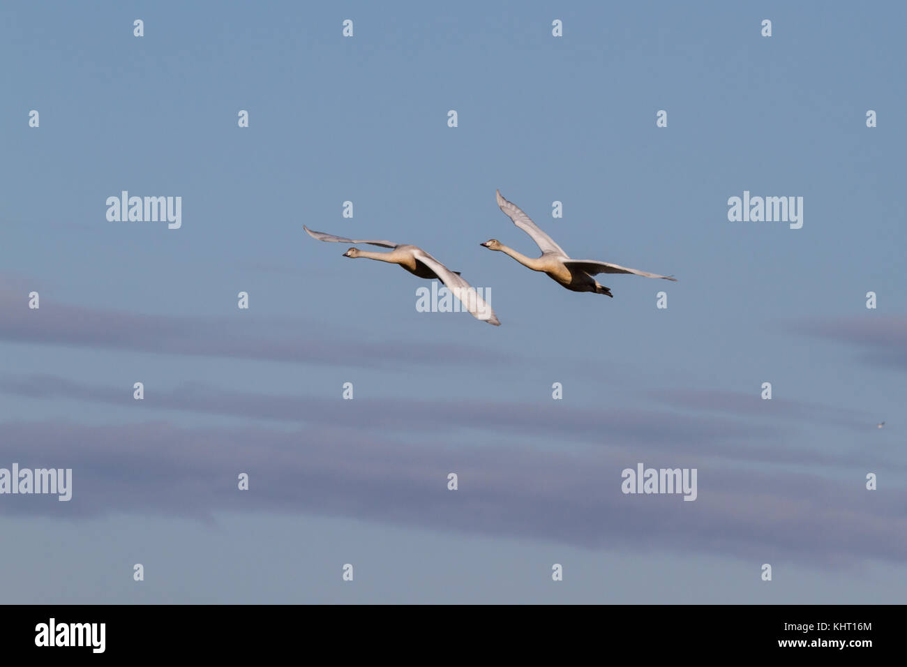 Due capretti whooper cigni (cygnus cygnus) arrivando a welney per l'inverno. Foto Stock