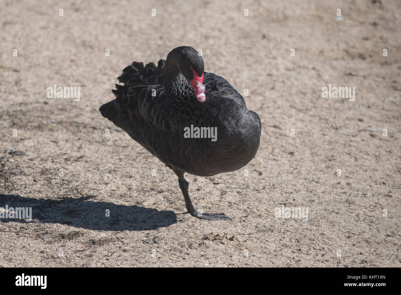 Un cigno nero in appoggio su una gamba dopo arrivare fuori del lago di tuggeranong durante la mattina a Canberra, Australia Foto Stock