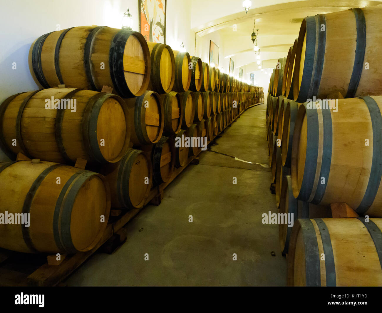 Botti da vino schierate in cantina ripostiglio. Foto Stock