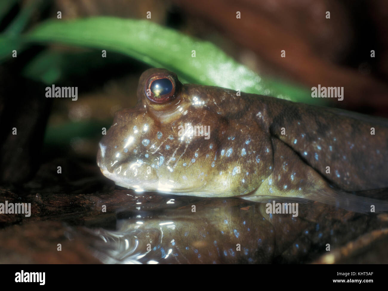 Mudskipper Foto Stock