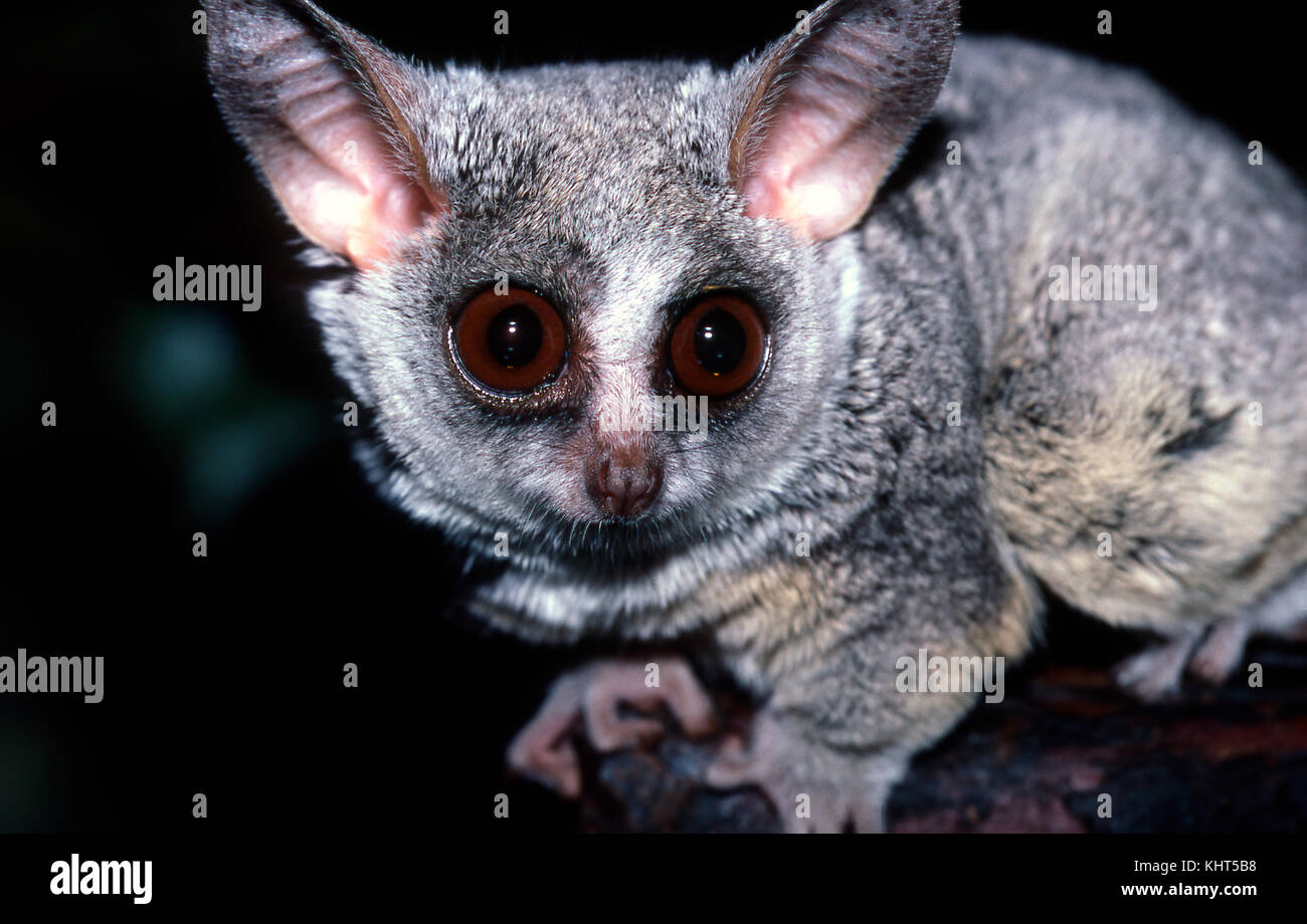 Galago, Galago senegalensis Foto Stock