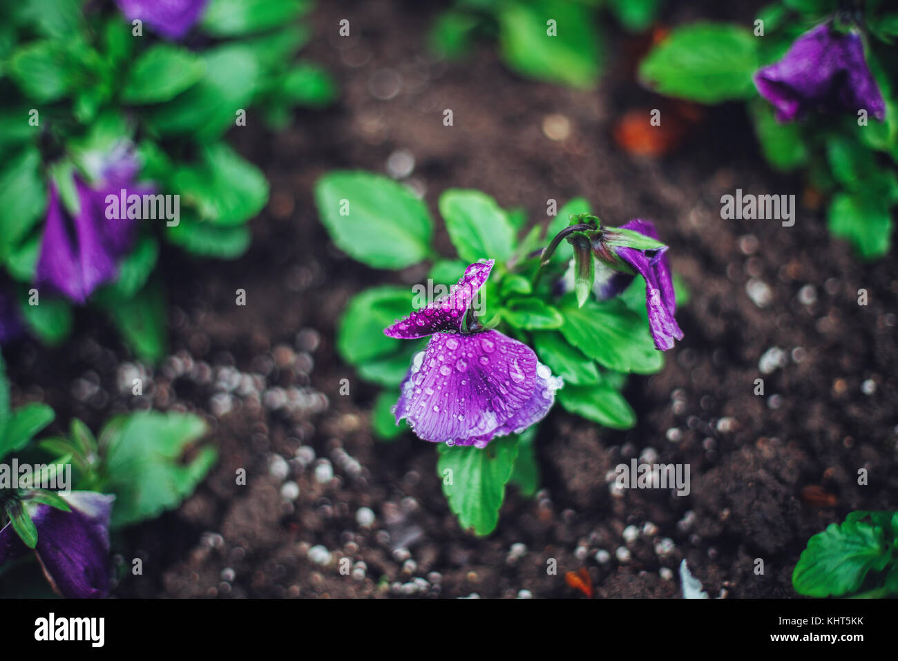 Giardino Violetta fioriture primaverili di close-up. La natura dello sfondo. Foto Stock