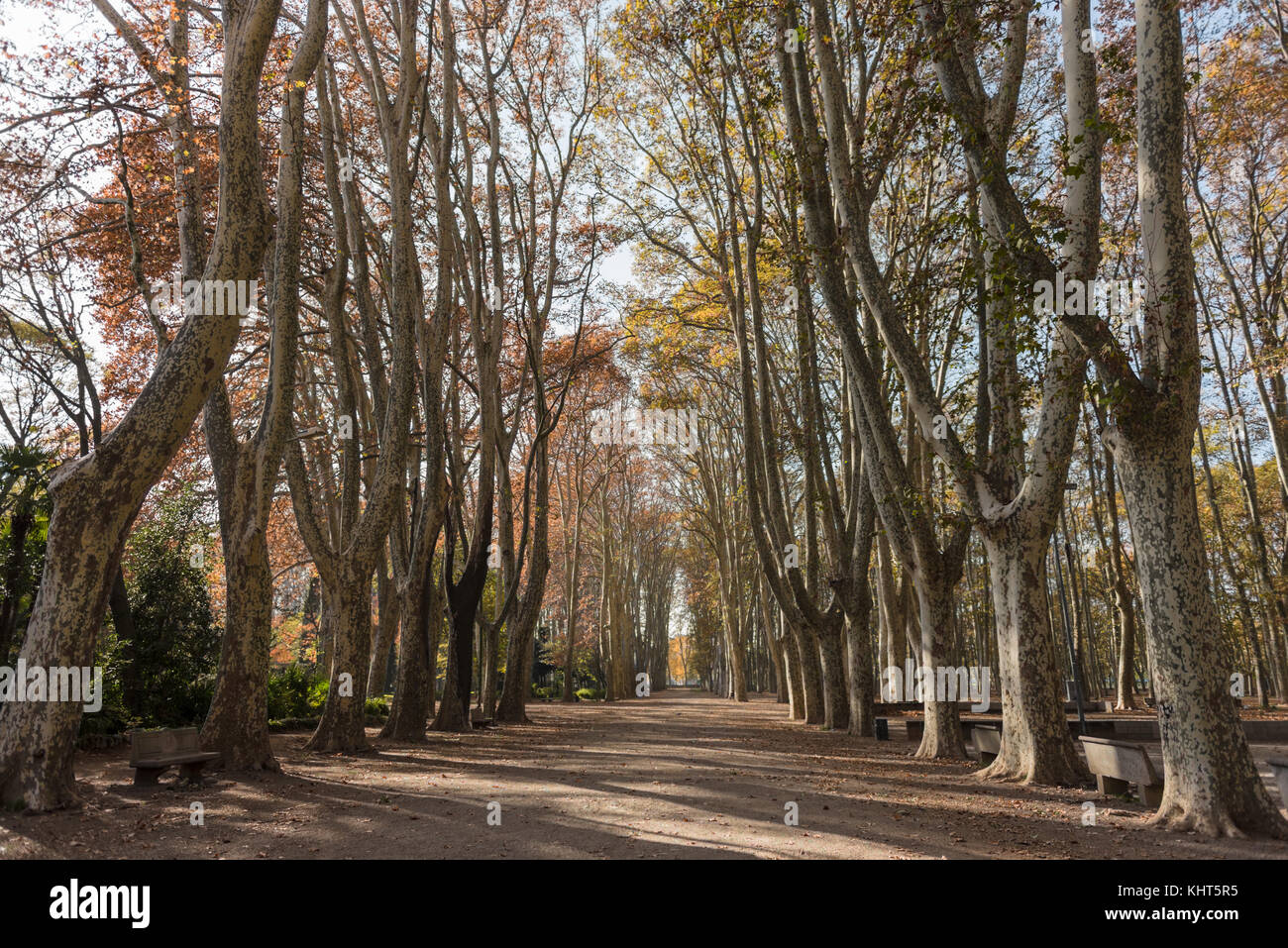 I colori autunnali degli alberi sul boulevard attraverso devesa park a Girona, Spagna. Foto Stock