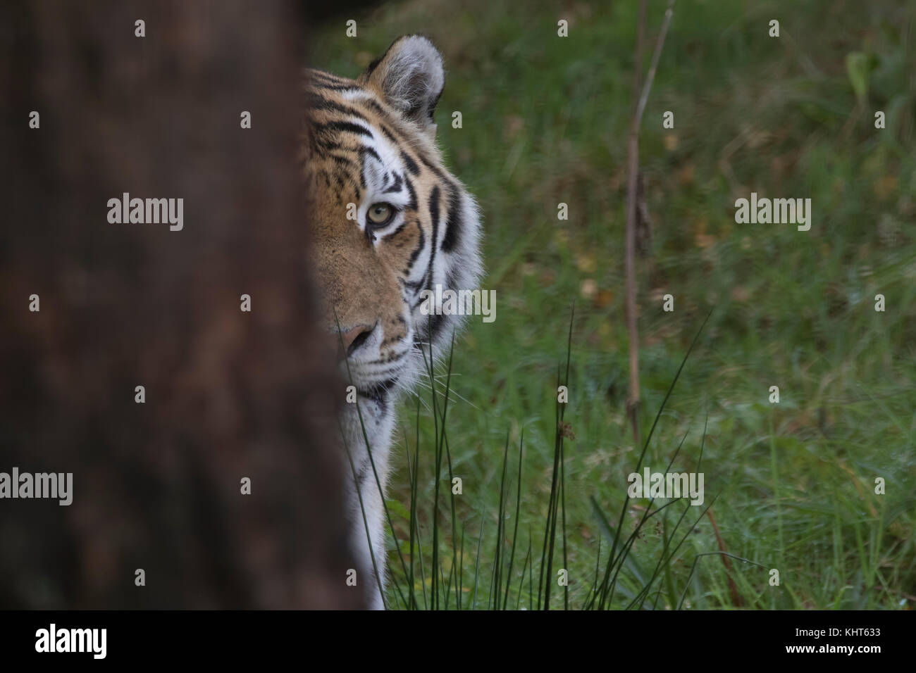 Tigre di amur, Panthera tigris altaica, prigionieri close up verticale della faccia patterns plus oltre ad alberi. Foto Stock