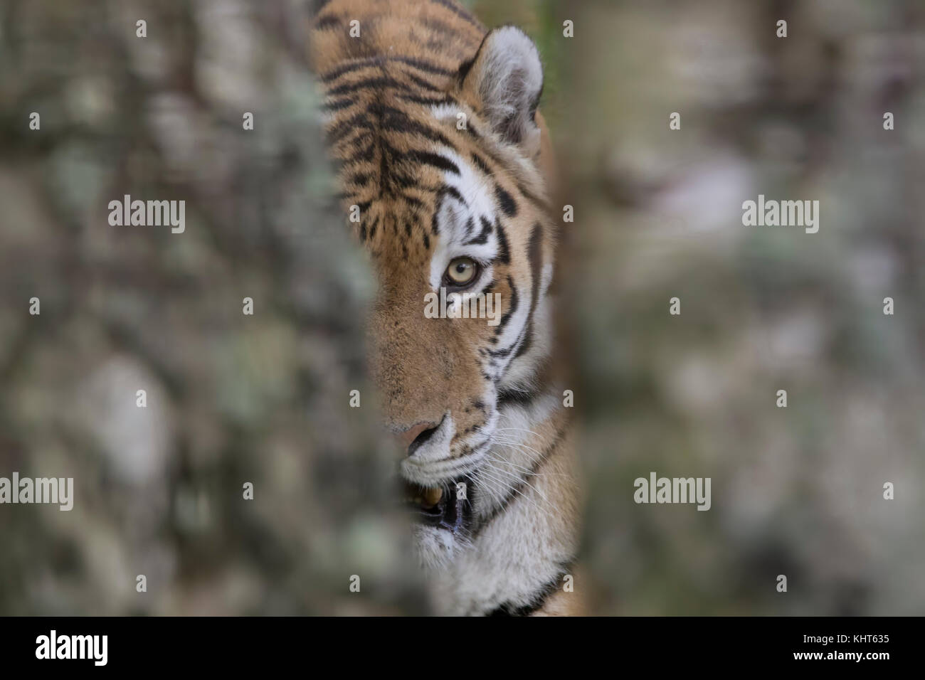 Tigre di amur, Panthera tigris altaica, prigionieri close up verticale della faccia patterns plus oltre ad alberi. Foto Stock