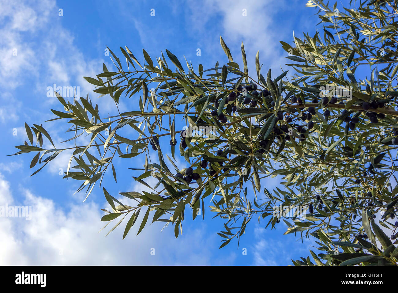 Rami di ulivo e olive nere contro il cielo blu, Kalymnos, Grecia Foto Stock