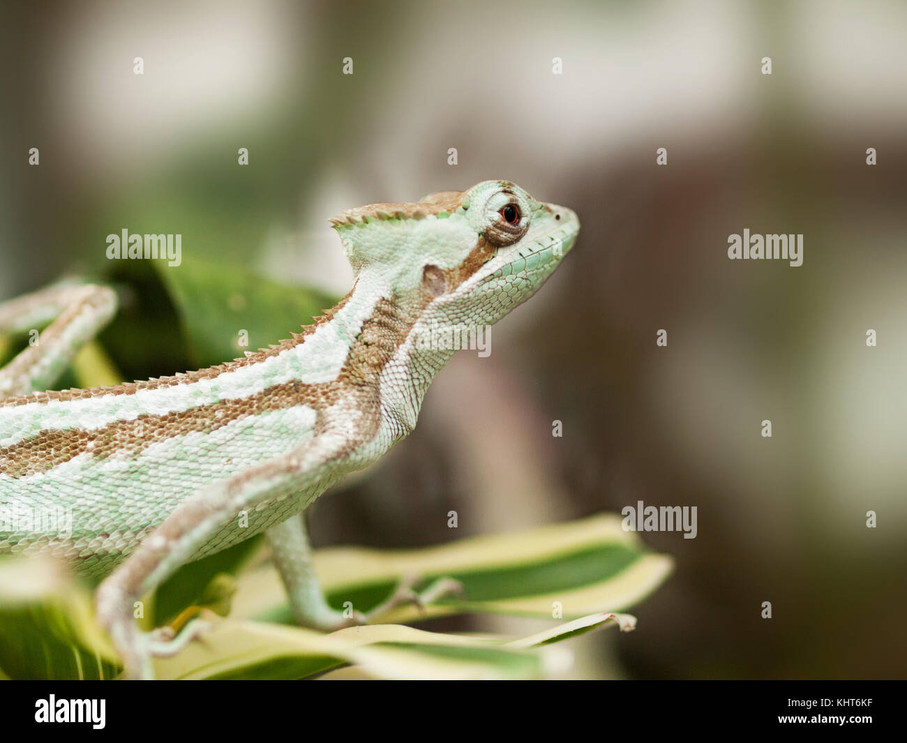 Ritratto di serated caquehesd iguana lucertola - laemanctus serratus Foto Stock