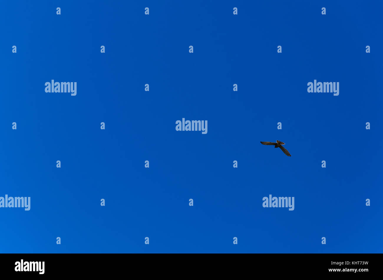 Silhouette di caccia o il Gheppio Falco tinnunculus con ali spalmabili, girare mentre vola alto in blu cielo pulito dell'isola di Madeira. predator bird ho Foto Stock