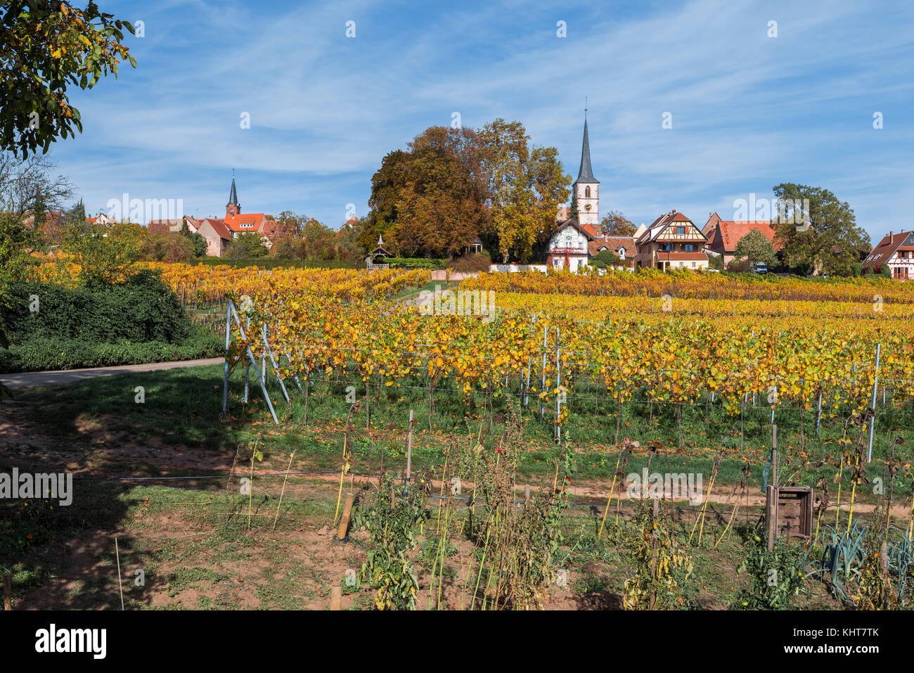 Panorama viticolo con fogliame di autunno e il villaggio mittelbergheim, sulla strada del vino dell'Alsazia, Francia Foto Stock