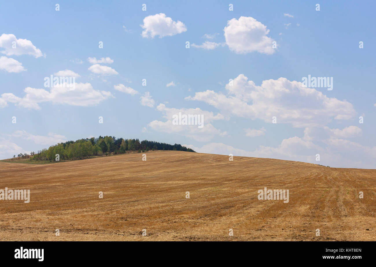 Fattoria di rotolamento colline di grano campi di raccolto sulla soleggiata giornata estiva Foto Stock