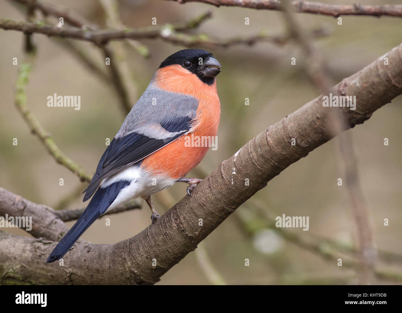 Ciuffolotto maschio Foto Stock