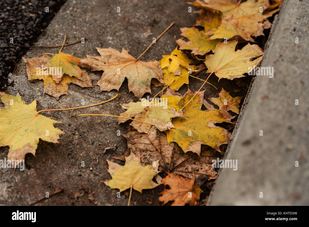 Foglie di autunno sul terreno dal cordolo della strada di città Foto Stock