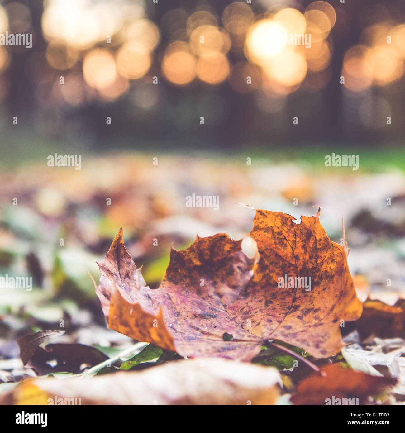 Foglie di autunno sul percorso con un bel bokeh in background Foto Stock