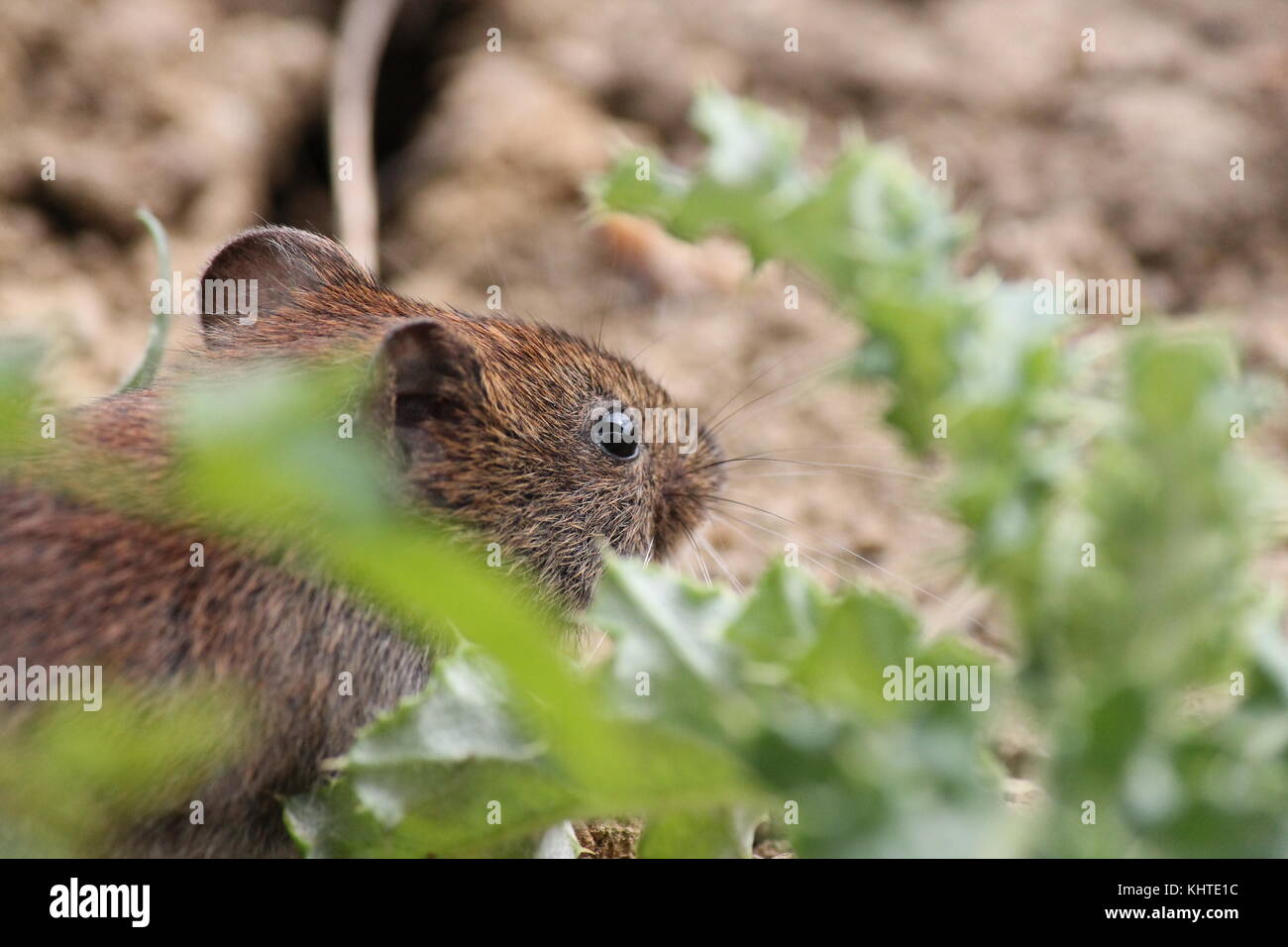 Mouse di legno, Apodemus sylvaticus, close up verticale durante la ricerca, foraggio per il cibo. Foto Stock