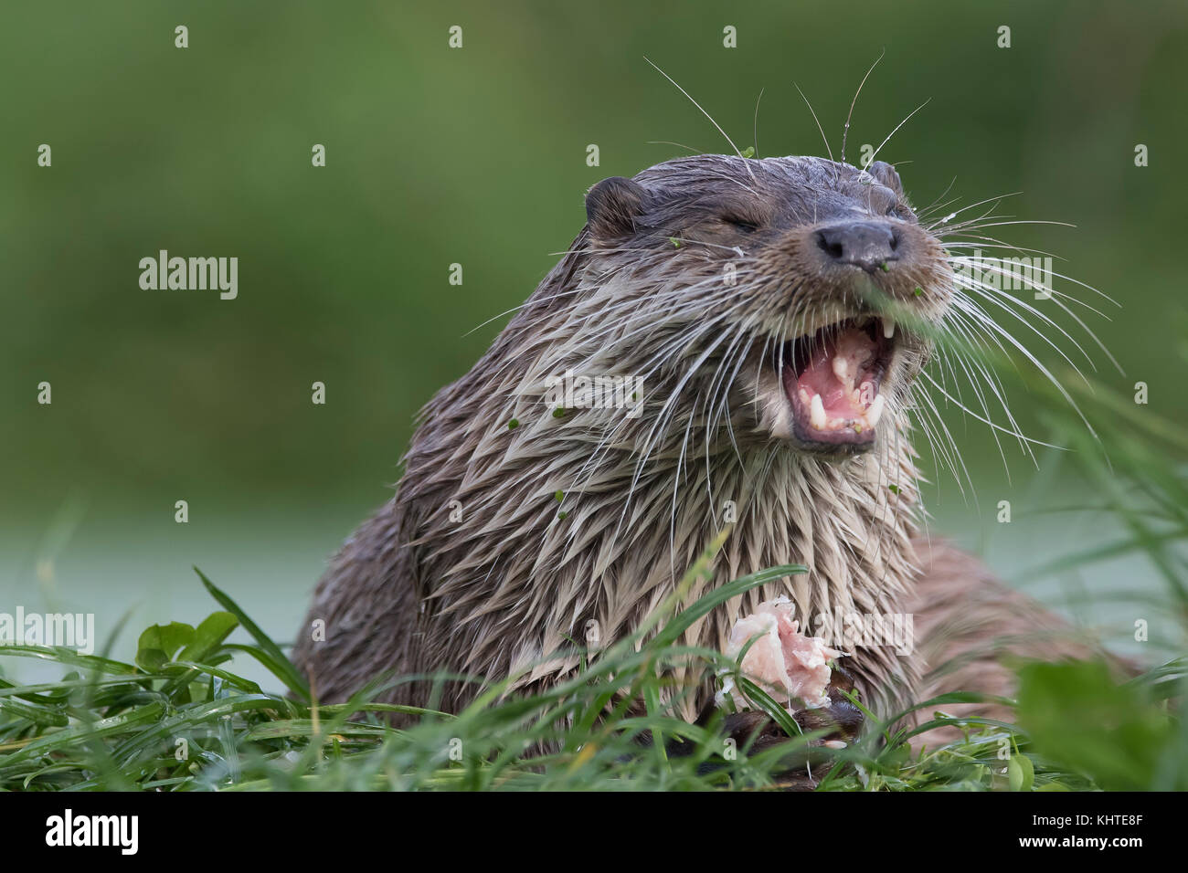 Lontra europea, Lutra lutra, close up ritratto mentre mangia, nuoto presa dal basso livello Foto Stock