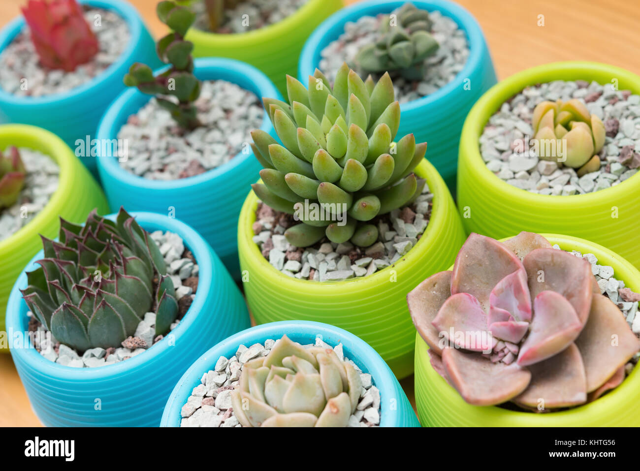 Diverse le piante succulente su una tavola di legno Foto Stock