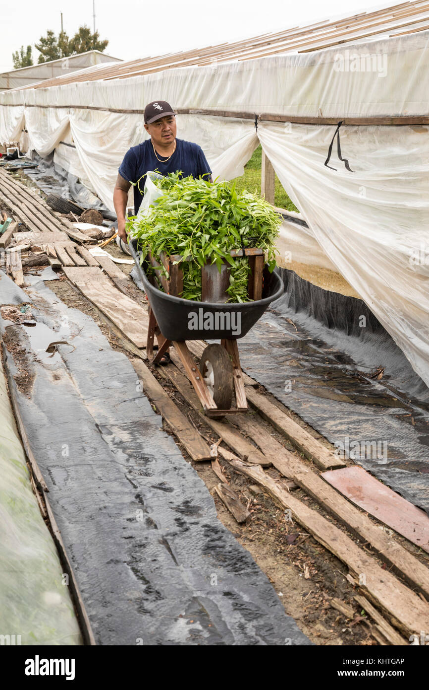 Rosharon, Texas - immigrato cambogiano sompong ly, 48, cresce l'acqua spinaci nel sud del Texas serre. Egli è parte di una comunità di rifugiati cambogiani Foto Stock