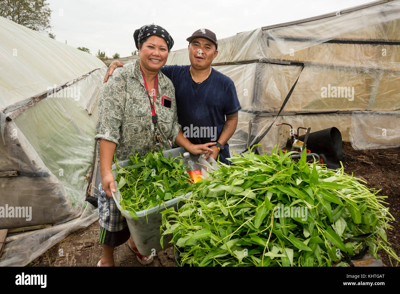 Rosharon, Texas - immigrati cambogiano patty ly, 50 e sompong ly, 48, crescere acqua gli spinaci nel loro south texas serre. Essi sono parte di un organi giurisdi Foto Stock