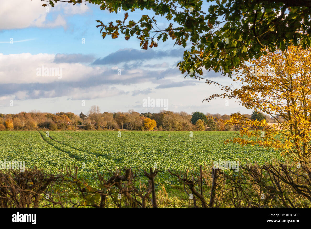 Vista della campagna di Norfolk autunno Foto Stock