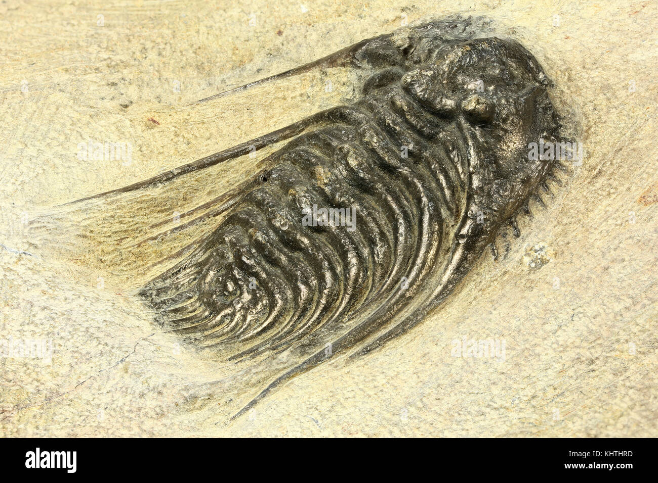 Completare pyritised leonaspis (kettneraspis) sp. trilobata dal Marocco Foto Stock