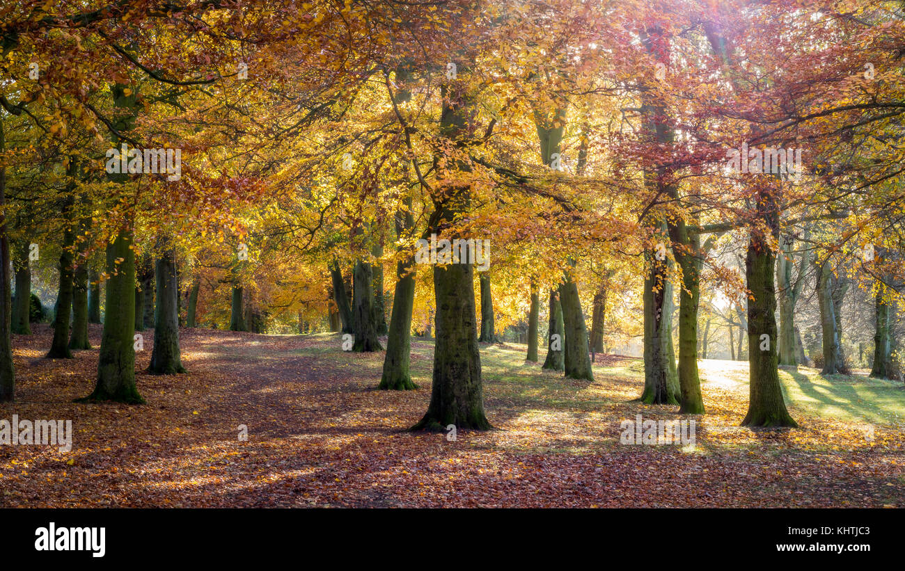Splendido bosco a piedi su una mattina autunnale Foto Stock