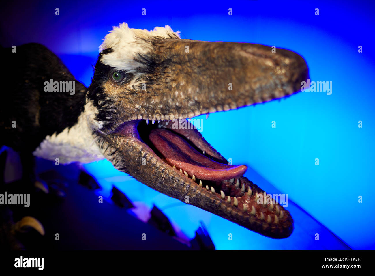 I dinosauri in Wild At Peel's EventCity a Trafford Park, Trafford, Greater Manchester. Nella foto una scultura Dakotaraptor un grande carnivoro che Foto Stock