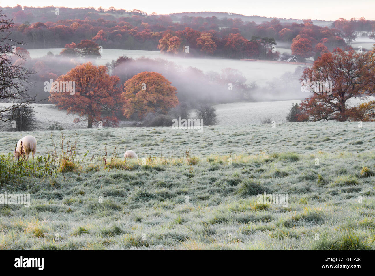 I campi di rotolamento di eridge green on Kent east sussex confine. un inizio di mattina di brina sunrise bassa bassa giacente mist sun cattura treetops Colore di autunno Foto Stock