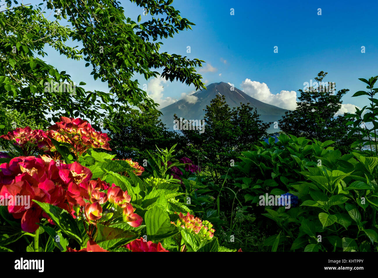 Vista del Monte Fuji con fiori in estate con il cielo blu e il clou Foto Stock