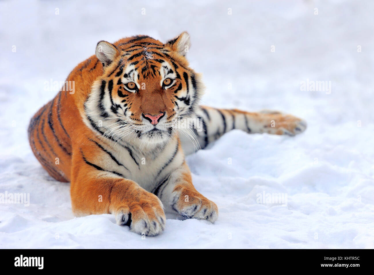Bella wild tigre siberiana sulla neve Foto Stock