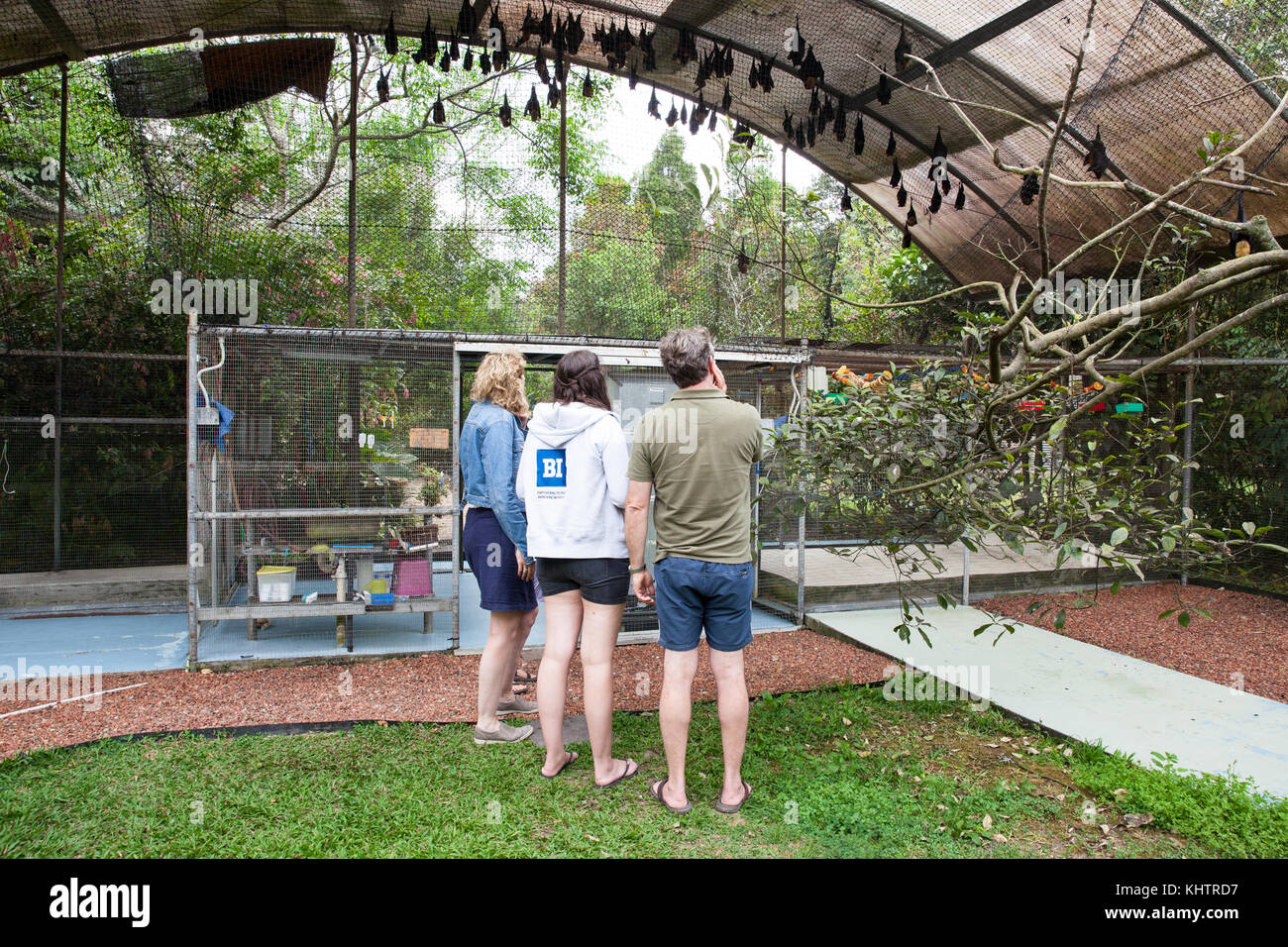 Ospedale di Tolga Bat. Gruppo di tour educativo. Carrington. Atherton Tablelands. Queensland. Australia. Foto Stock