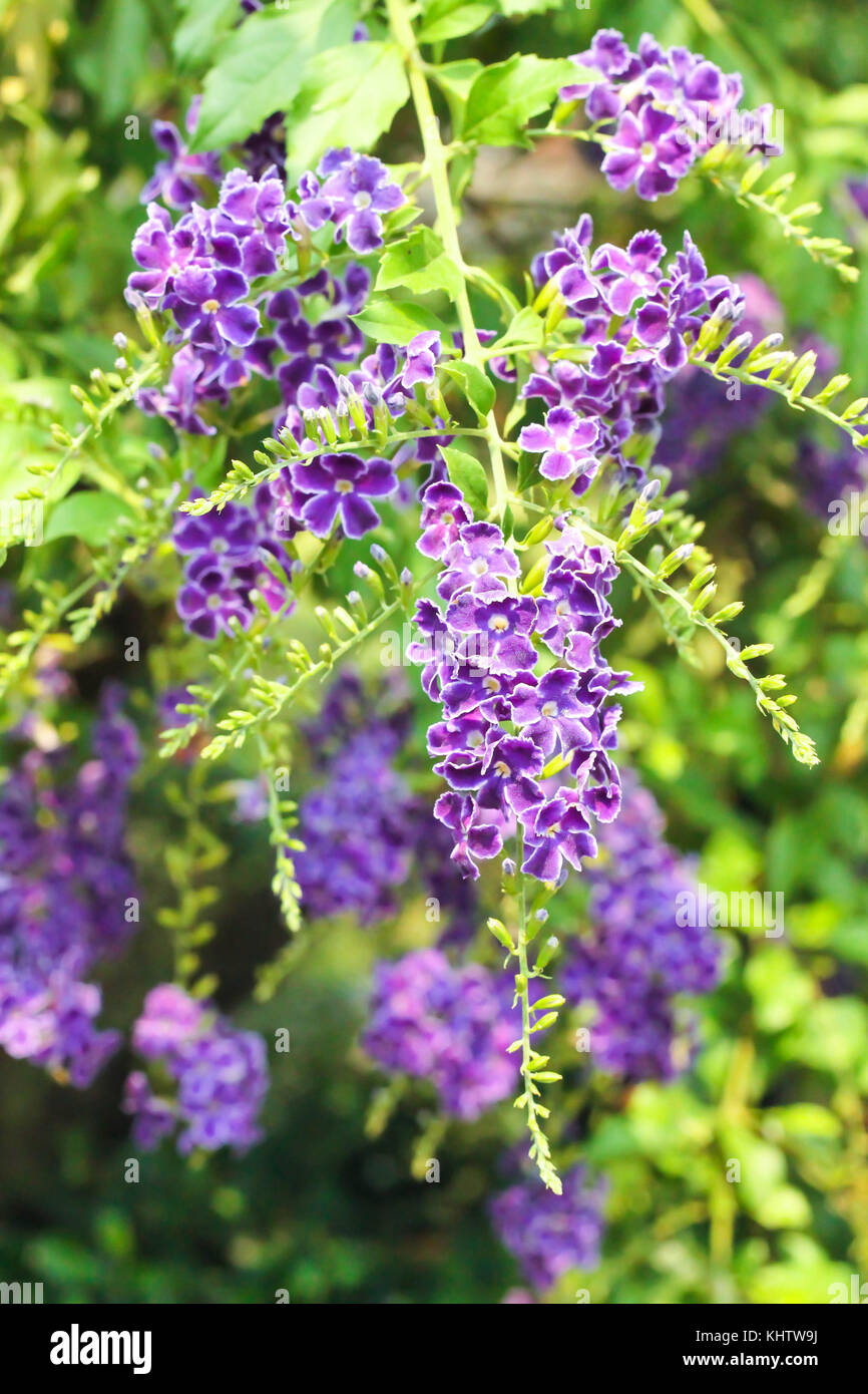 Closeup duranta, golden dewdrop, piccione berry in giardino Foto Stock