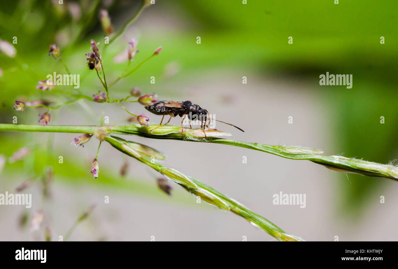 Primo piano di insetto nero sulla foglia verde Foto Stock