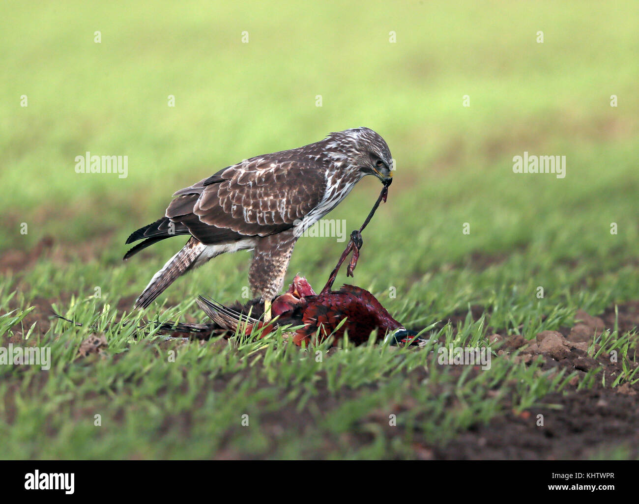 Comune poiana mangiando un fagiano maschio Foto Stock