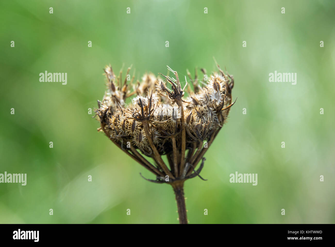 Seedhead umbellifer di fiori selvatici. Foto Stock