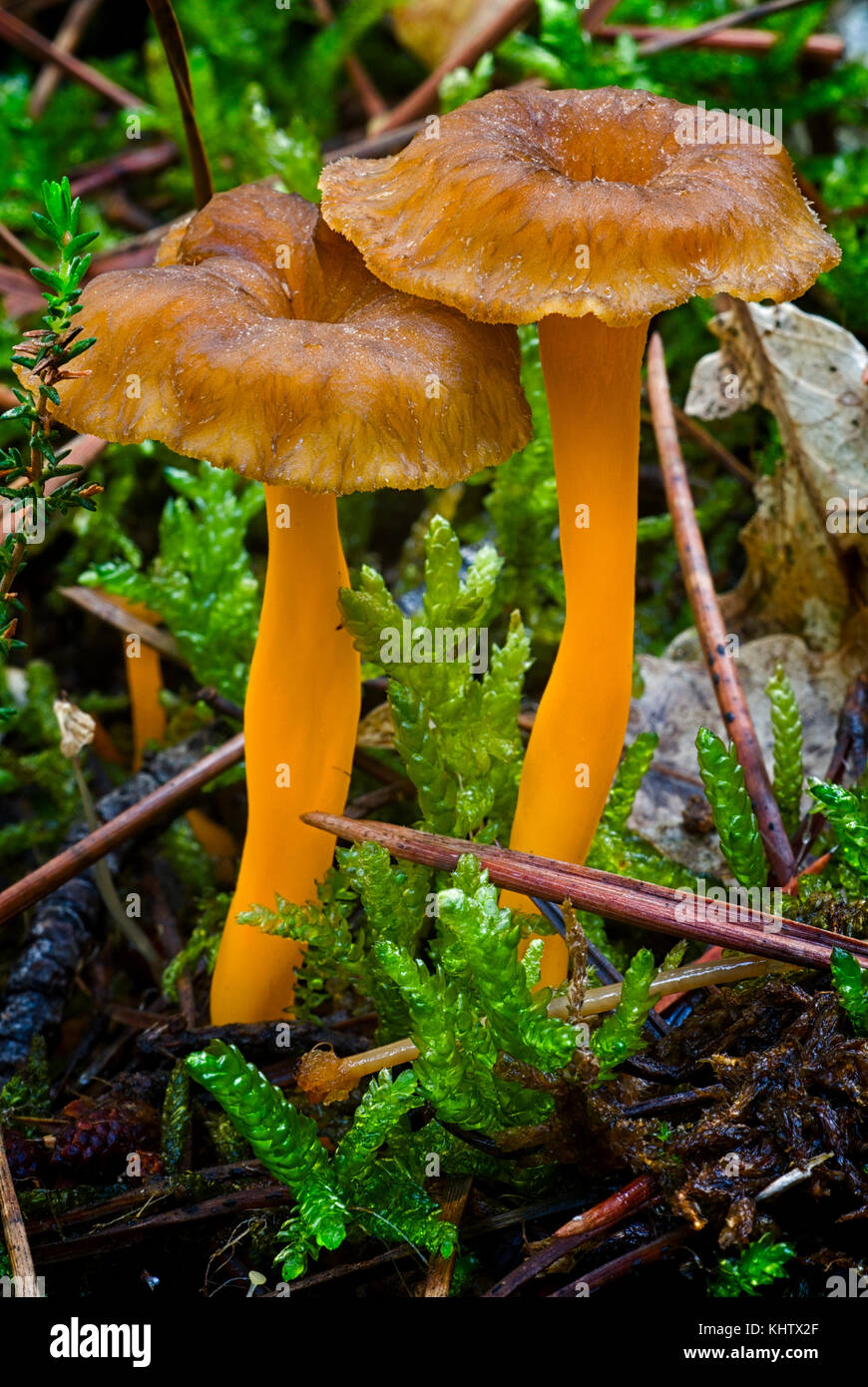Yellowfoot (Cantharellus lutescens), funghi selvatici commestibili in MOSS Foto Stock