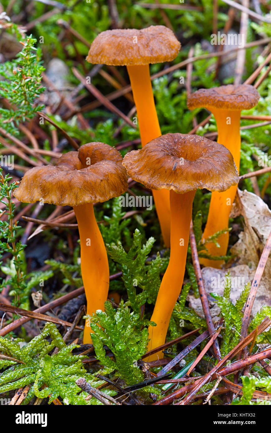 Yellowfoot (Cantharellus lutescens), funghi selvatici commestibili in MOSS Foto Stock