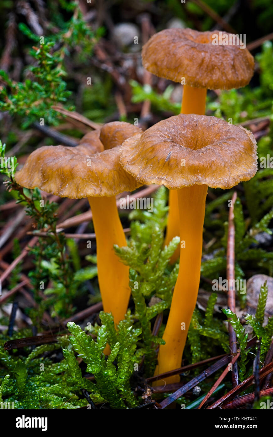 Yellowfoot (Cantharellus lutescens), funghi selvatici commestibili in MOSS Foto Stock