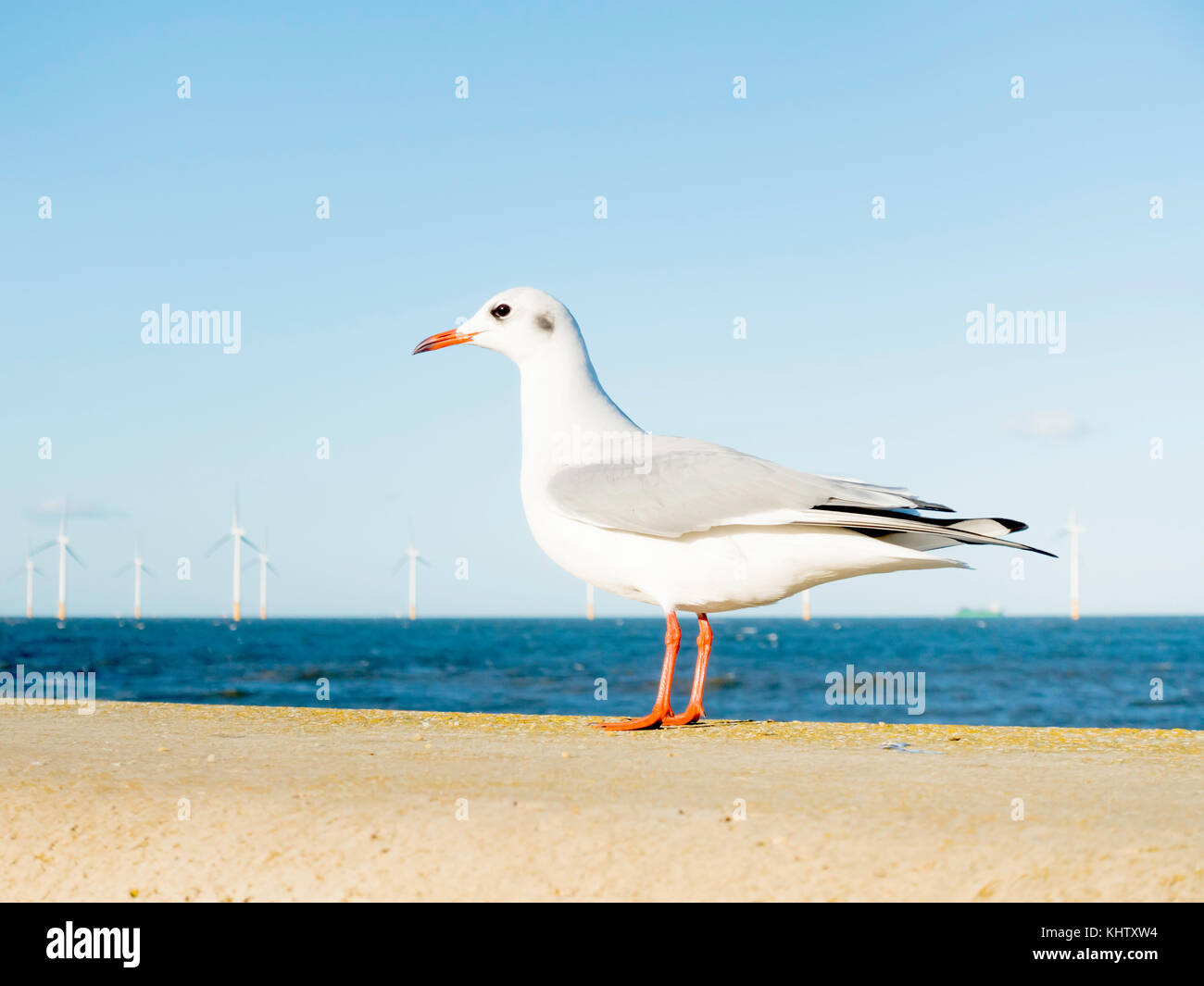 Testa nera Gull Chroicocephalus ridibundus piccolo uccello marino sul mare nella parete anteriore di un centrali eoliche offshore a redcar cleveland North Yorkshire U Foto Stock