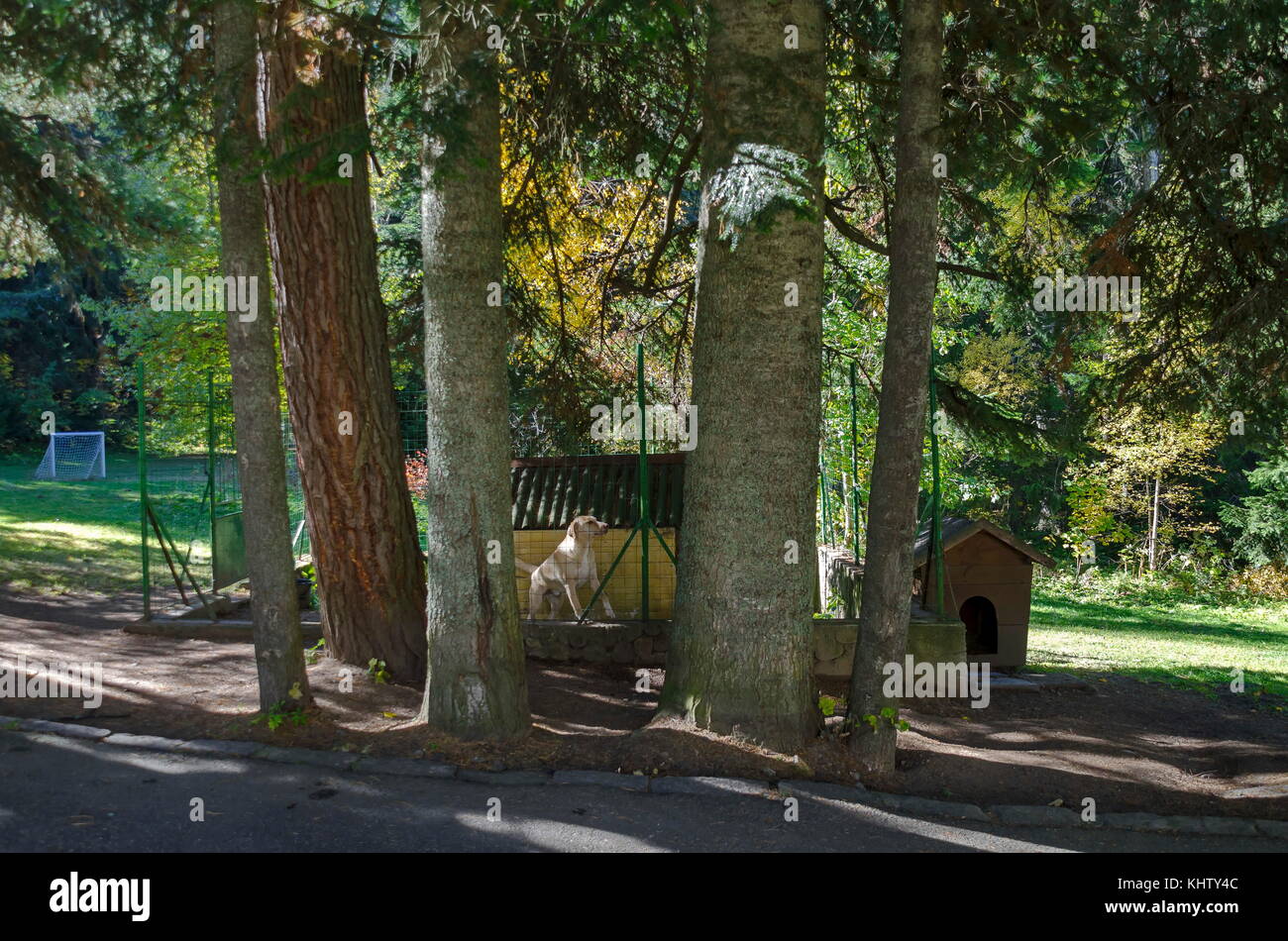 Paesaggio di montagna con la foresta di conifere, glade e big dog labrador retriever in old park tsarska o royal bistritsa vicino resort borovets, r Foto Stock