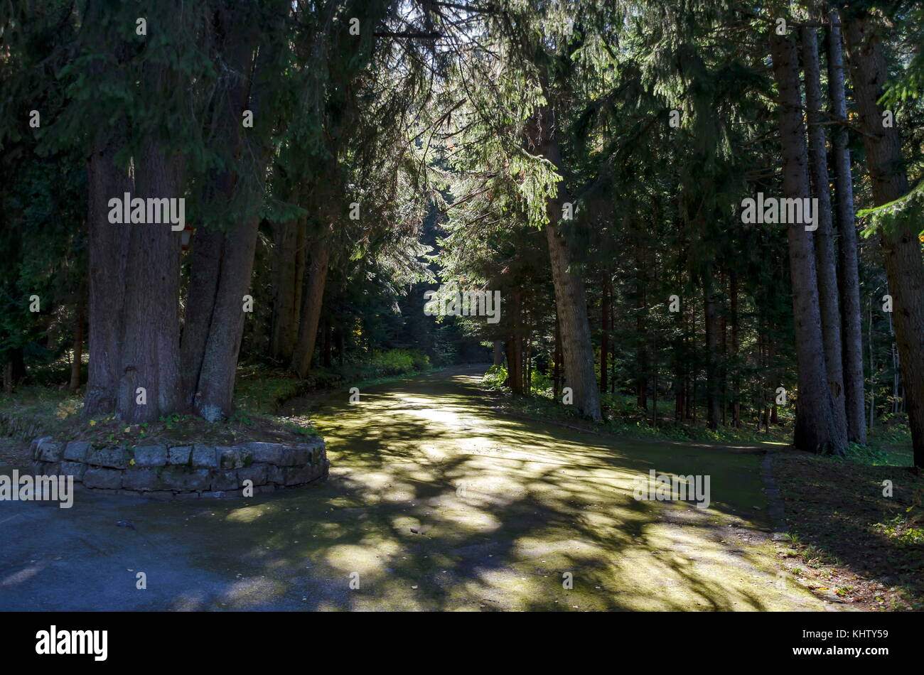Tsarska o bistritsa royal park per il resto e a piedi con alberi in modo diverso nella venerabile autunnale di foresta vicino dal resort borovets, montagna Rila, bulga Foto Stock