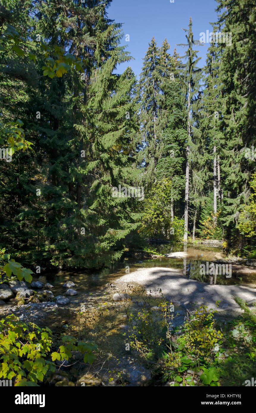 Old Park tsarska o royal bistritsa con terrazze fiume e gli alberi in modo diverso nella venerabile autunnale di foresta vicino dal resort borovets, rila mount Foto Stock