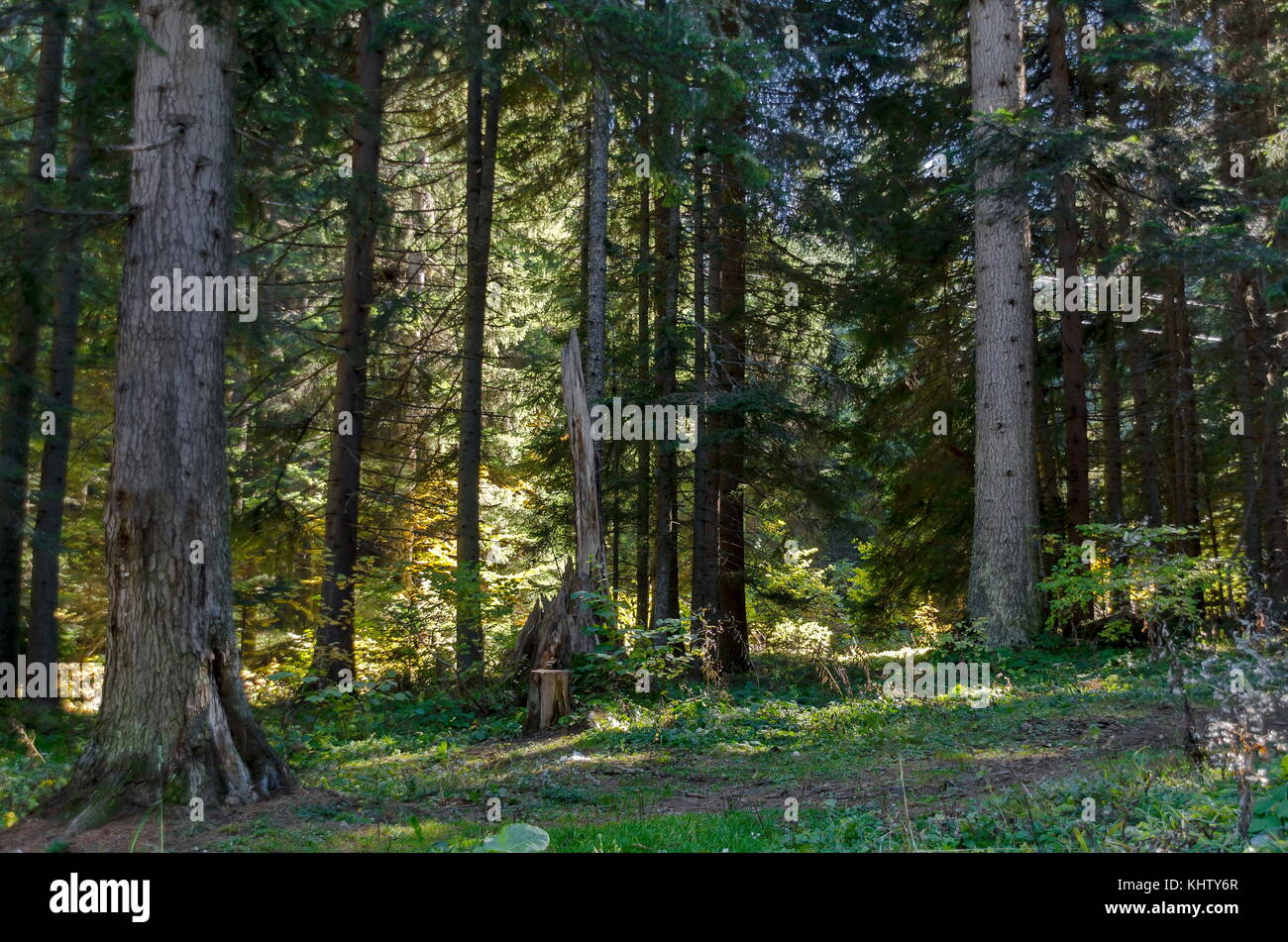 Tsarska o bistritsa royal park per il resto e a piedi con alberi in modo diverso nella venerabile autunnale di foresta vicino dal resort borovets, montagna Rila, bulga Foto Stock