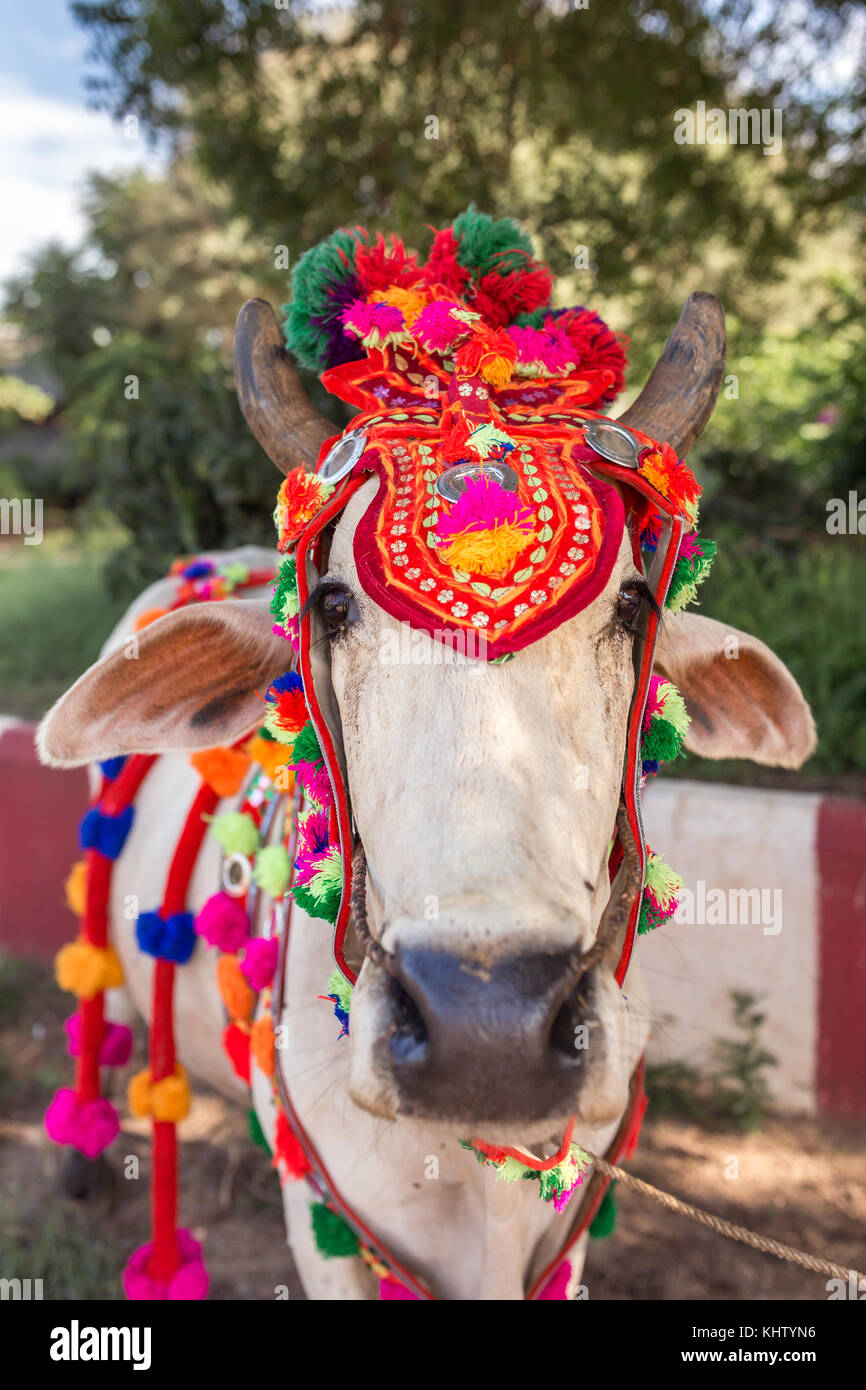 Vacca in Bagan con tradizionali decorazioni, Myanmar Foto Stock