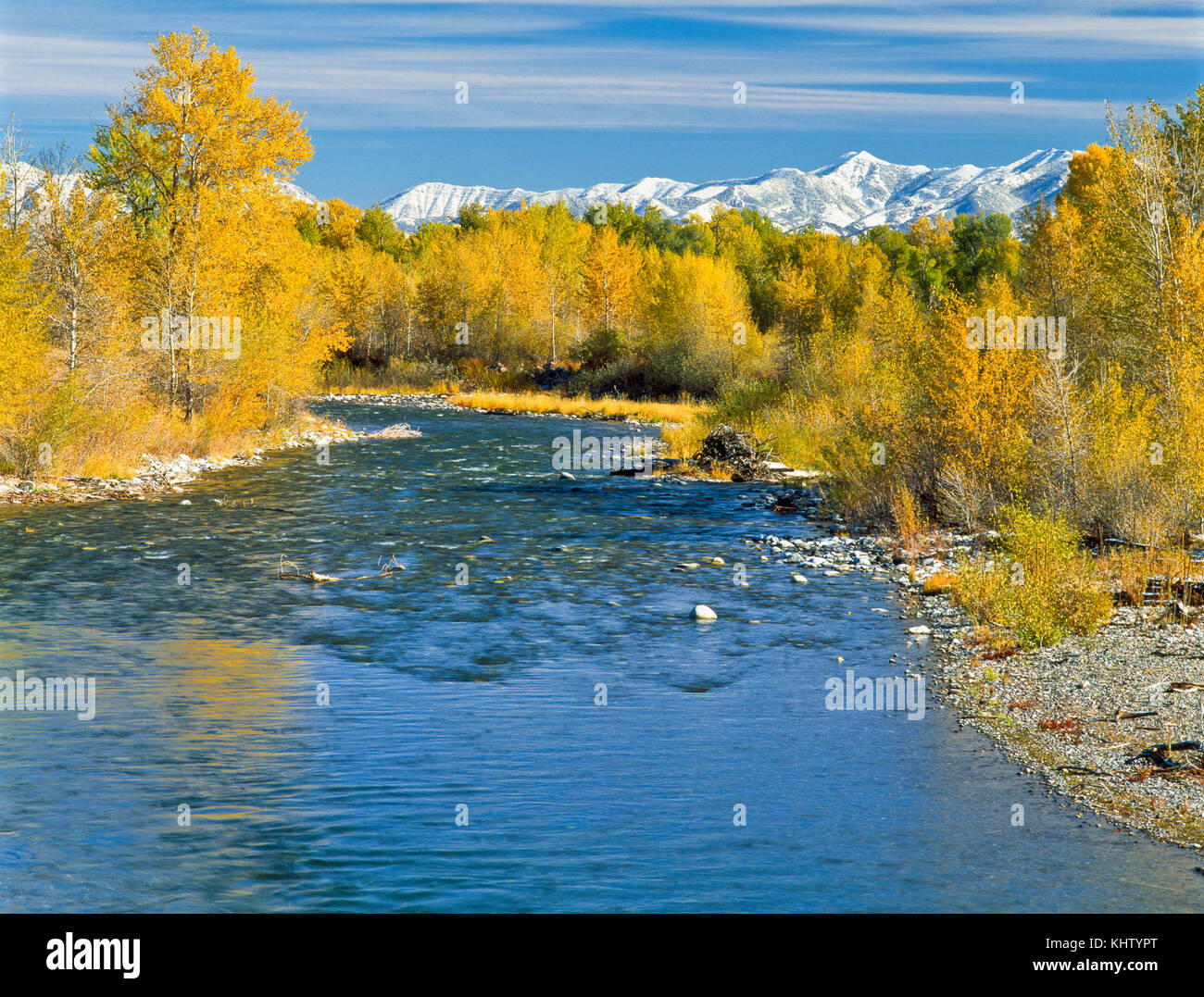 Colori dell'autunno lungo il fiume Gallatin al di sotto della gamma di bridger vicino gallatin gateway, montana Foto Stock