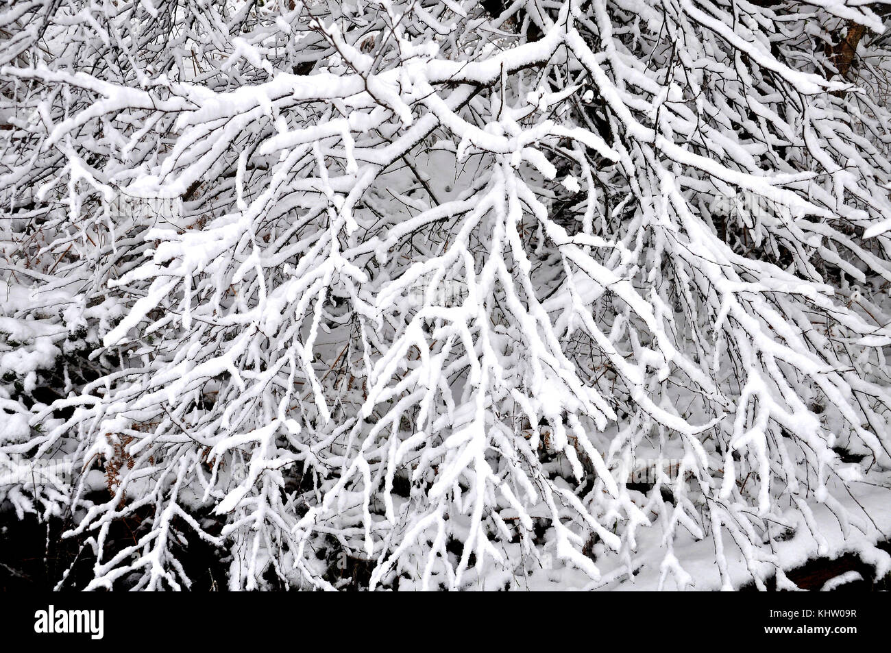 Paesaggio invernale di neve una foresta coperta in Stoke Park woods, Bishopstoke Hampshire, Inghilterra. Foto Stock