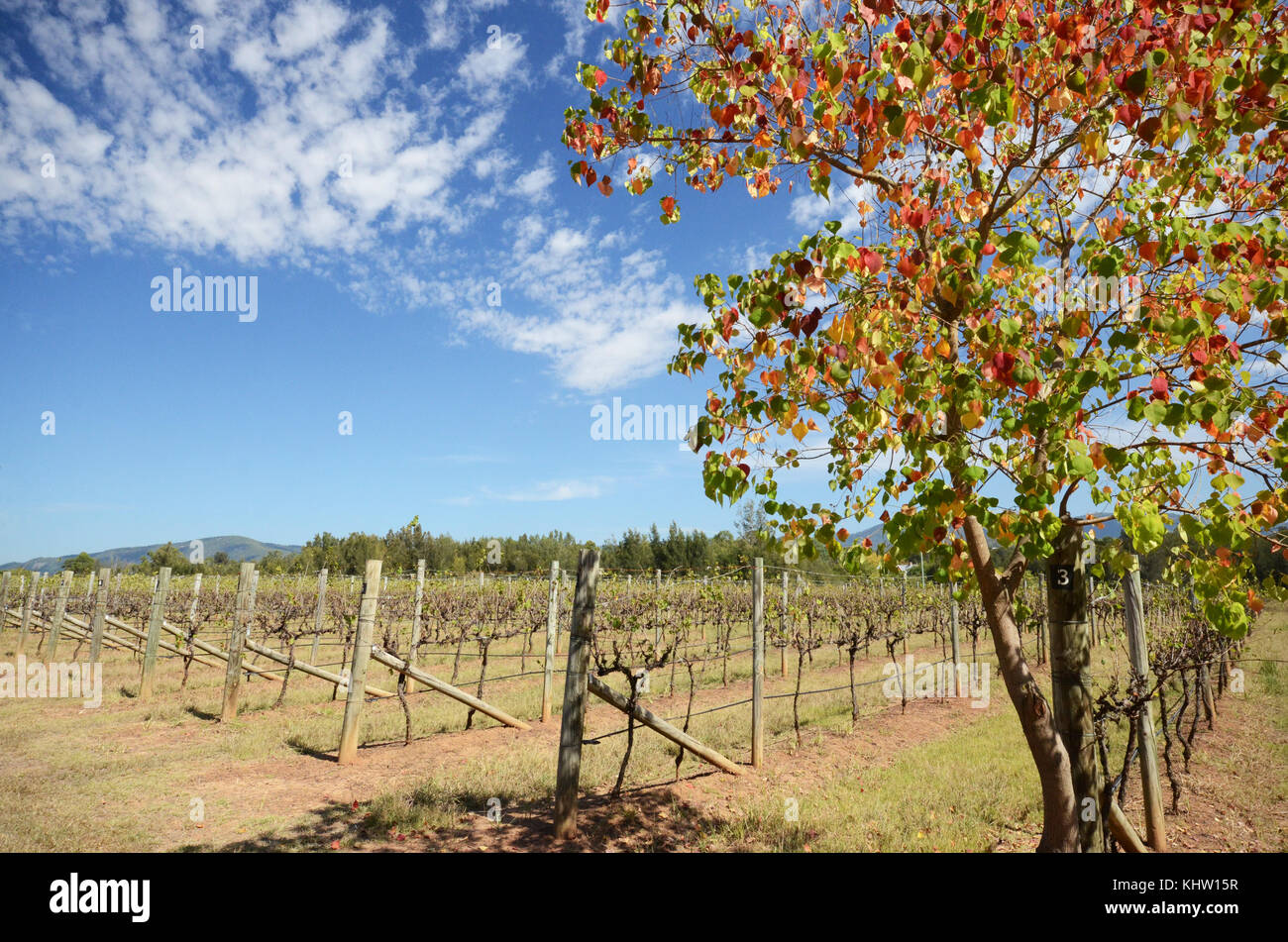 Azienda vinicola Vinyard, Hunter Valley, NSW Australia Foto Stock